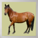 Buscar exmoor Caballo