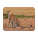 Buscar serengeti imanes Vida silvestre
