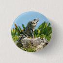 Buscar iguana chapas Animal