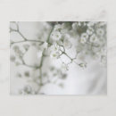 Buscar pureza postales Blanco