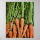 Buscar zanja posters Zanahorias