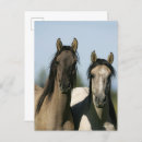 Buscar cabeza de caballo postales Caballos