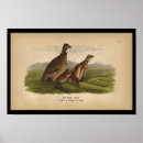 Buscar codornices posters Vintage