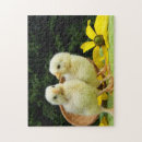 Buscar gallinas puzzles Granja