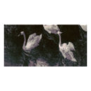 Buscar cisne blanco posters Cisnes blancos