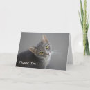 Buscar tabby tarjetas Gatos