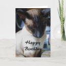 Buscar gatos siameses tarjetas Animal