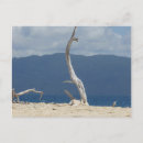 Buscar troncos de árbol postales General y unisex