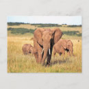 Buscar arbusto postales Elefante