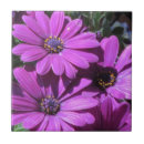 Buscar margaritas africanas azulejos Naturaleza