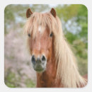 Buscar caballos rubios postales Poni