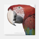 Buscar macaw imanes Pájaros