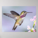 Buscar pájaros bonitos posters General y unisex