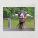 Buscar carne postales Fotografía