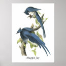 Buscar urracas posters Fauna