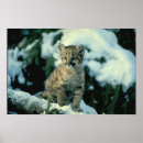 Buscar onza posters Nieve