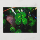 Buscar trébol postales Hojas de trébol