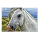 Buscar caballo hermoso arte Animal de granja