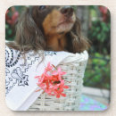 Buscar pelo animal posavasos El sentarse