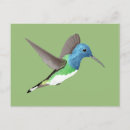 Buscar colibrí brillante postales Azul