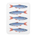 Buscar sardina imanes Moderno