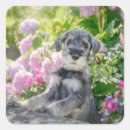 Buscar schnauzer pegatinas Adorable