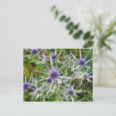 Buscar wildflowers postales Flor silvestre