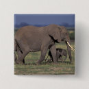 Buscar kenia chapas Elefante