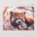 Buscar panda postales Adorable