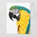 Buscar pájaros tropicales postales Acuarela
