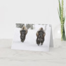Buscar bisonte tarjetas Invierno