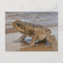 Buscar sapo postales Reptil