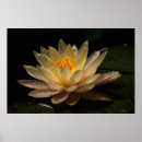 Buscar waterlily posters Naturaleza