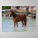 Buscar caballo árabe posters Semental