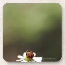 Buscar mariquita posavasos Animal