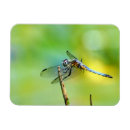 Buscar arte de la libélula imanes Azul