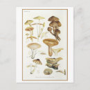 Buscar mushroom postales Hongo