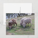 Buscar tres ovejas postales Animales