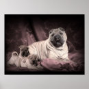 Buscar perro chino posters Shar pei