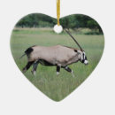 Buscar gemsbok Antílope