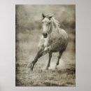 Buscar caballos españoles posters General y unisex