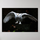 Buscar pájaro blanco y negro posters Búho