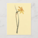 Buscar jonquil Daffodil