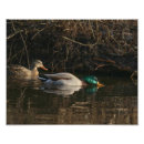 Buscar patos fotografía Agua