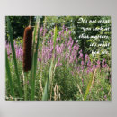 Buscar cattail Fotografía