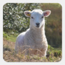 Buscar lamb pegatinas Primavera