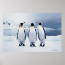 Buscar pingüino de rey posters Animales