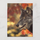 Buscar del lobo postales Exterior