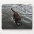 Buscar labrador retriever alfombrillas de raton Perros perdigueros