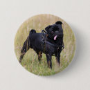 Buscar carlin chapas Fregonas
